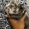 Micro exotic bully full tails