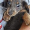 Female blue and tan dachshund 