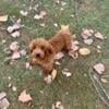 Toy poodle very dark red male