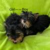 Tiny Tcup Yorkie boy/girl