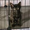 Mom and kittens need new homes.