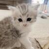 🐱 Adorable Longhair Scottish Kittens Looking for Loving Homes 🐱