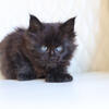 Hades Solid black Poly 6/6/6/6 male 