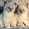 Siamese ragdoll kittens