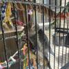 2 cockatiel birds for sale