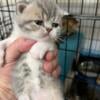 CFA Exotic Shorthair Kittens TOP Pedigree