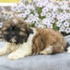 Beautiful ICA Shih Tzu Puppies