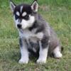 female Siberian husky puppy for sale