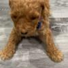 Golden Doodle Male Female, Available.