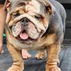 Akc Blue Stud Available
