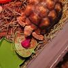 Sulcata Tortise