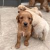 Goldendoodle Puppies For Sale