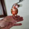 Pineapple, Yellowsided, & Cinnamon Green Cheek Conures for Sale in South Florida