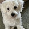 1 year old Bichon Frise male