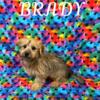 Brady Male Cairn/Yorkie Puppy