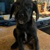 Male Froodle Puppy