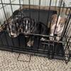 Bully Puppies