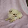 1 female pomeranian $600