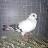 Damascene Pigeons 