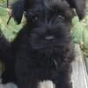 AKC Miniature Schnauzer puppies