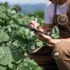 Blockchain in Organic Farming: Enhancing Transparency with FoodTraze