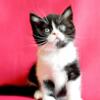 NEW Elite Scottish straight kitten from Europe with excellent pedigree, male. Otello