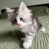 Maine Coon Kitten