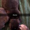 TWO PUPPIES FOR SALE