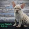 Dreamer Male AKC French Bulldog