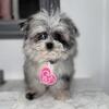 Maltese Pomeranian puppy
