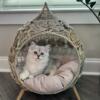 Purebred silver Persian doll face male kitten