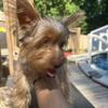 Registered Male Yorkie Puppy