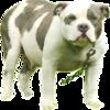 UKC Registered Litter of 11 American Bullies!