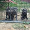 Cane corso puppies only 900 bucks 4 left hurry hurry