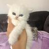 100% pure breed Persians kittens!