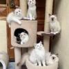 Ragdoll Kittens both males and feamles available