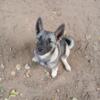 Norwegian Elkhound Puppies