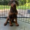 AKC Doberman Puppies