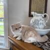 CFA Exotic Shorthair Male