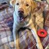 labrador retriever 10 months old