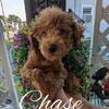 Toy Poodle Chase..