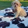 CKC Toy Poodle