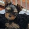 ACA YORKSHIRE TERRIER FEMALES