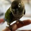 Conure 