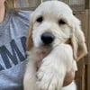 Goldendoodle Puppies - Available Now