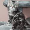 Tica maine coon kitten, female, pet or full registration