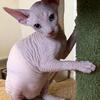 Sphynx babies