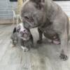 lilac merle french bulldog puppy