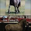 68.75% friesian/curly filly