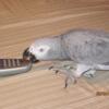 Adult African Grey Congo Parrot AND a Temnah female with cages